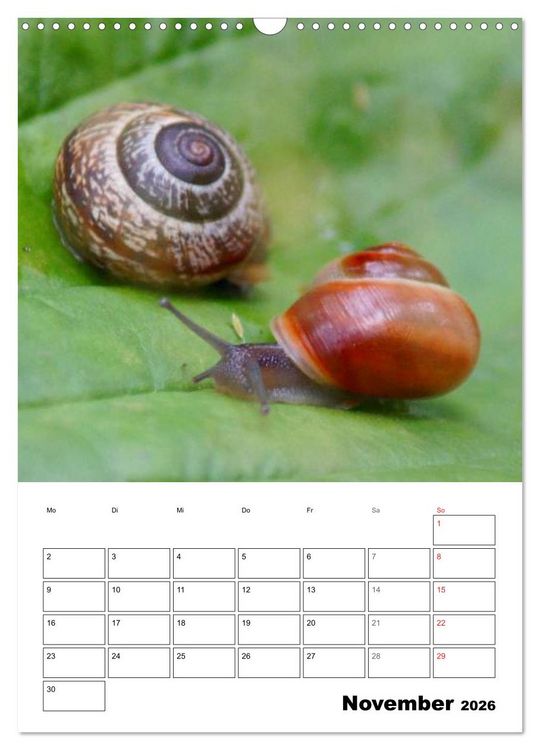 Produktbild: Die geheimnisvolle Welt der Schnecken (Wandkalender 2026 DIN A3 hoch), CALVENDO Monatskalender