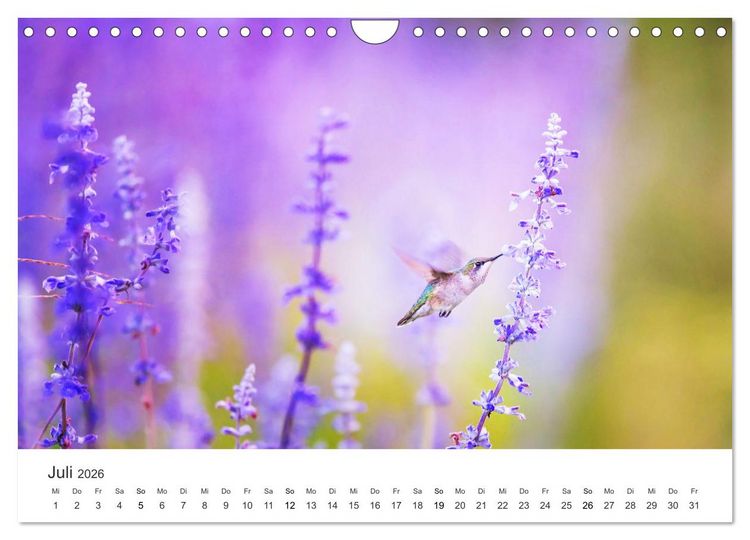 Produktbild: Kolibris - wahre Luftakrobaten (Wandkalender 2026 DIN A4 quer), CALVENDO Monatskalender