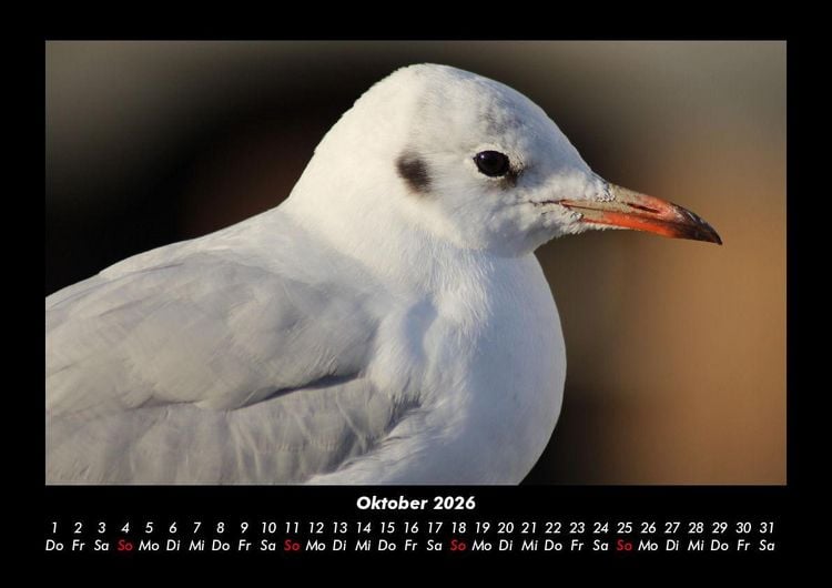 Produktbild: Vogelparadies 2026 Fotokalender DIN A3