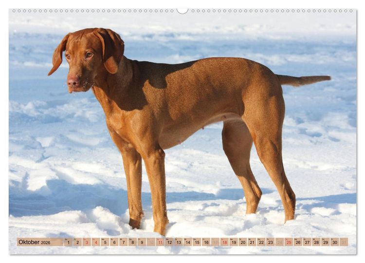 Produktbild: Magyar Vizsla - Vielseitiger Jagdhund mit Familienanschluss (hochwertiger Premium Wandkalender 2026 DIN A2 quer), Kunstdruck in Hochglanz