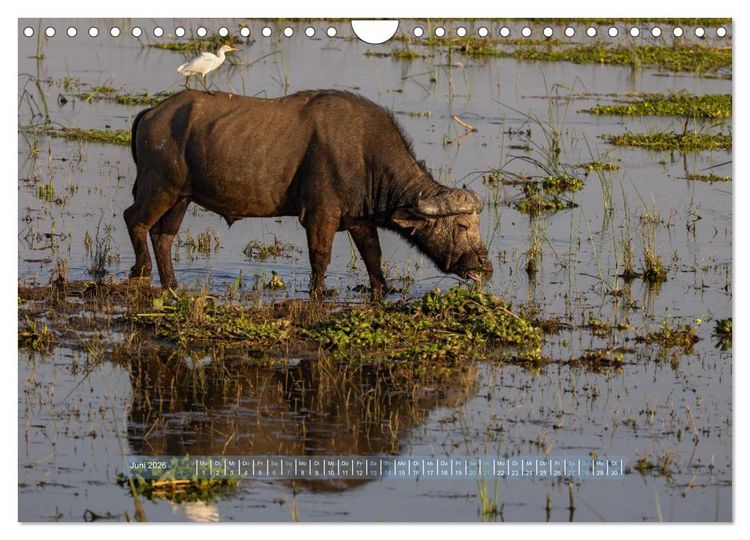 Produktbild: Sambias gro&szlig;artige Tierwelt (Wandkalender 2026 DIN A4 quer), CALVENDO Monatskalender