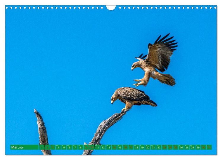 Produktbild: Greifv&ouml;gel - wild und sch&ouml;n (Wandkalender 2026 DIN A3 quer), CALVENDO Monatskalender