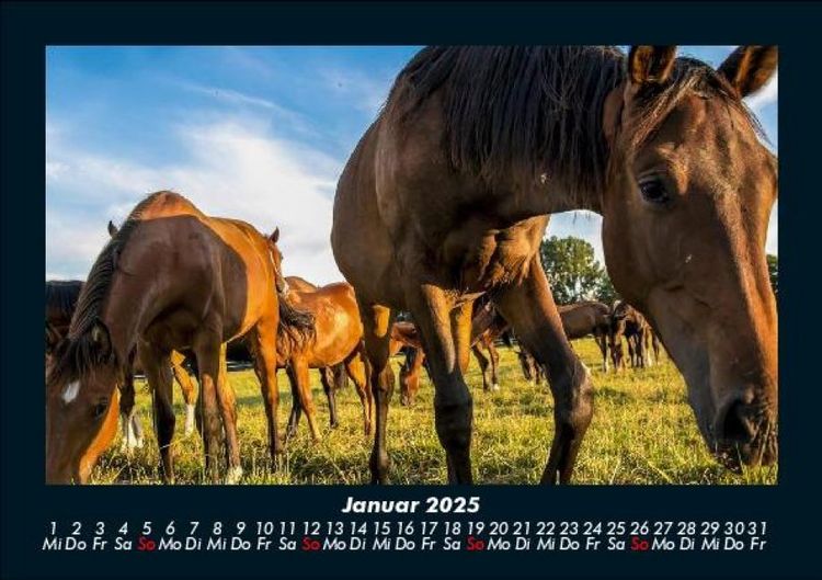 Produktbild: Die Welt der Pferde 2025 Fotokalender DIN A5