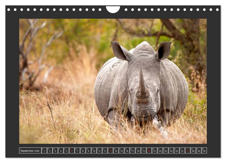 Produktbild: Das Wei&szlig;e Nashorn (Wandkalender 2026 DIN A4 quer), CALVENDO Monatskalender