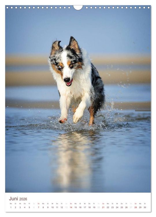 Produktbild: Australian Shepherds (Wandkalender 2026 DIN A3 hoch), CALVENDO Monatskalender