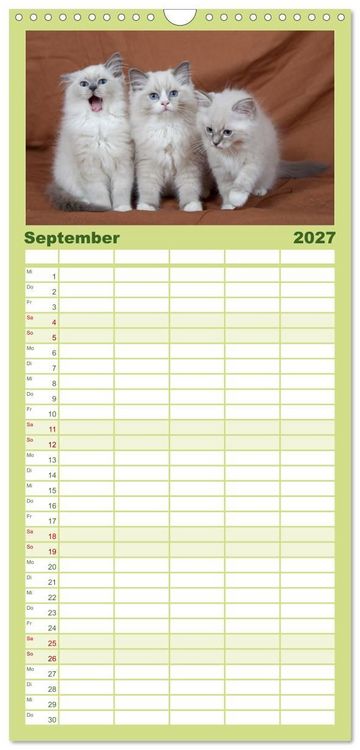 Produktbild: Familienplaner 2027 - Ragdoll Kitten mit 5 Spalten (Wandkalender, 21 x 45 cm) CALVENDO