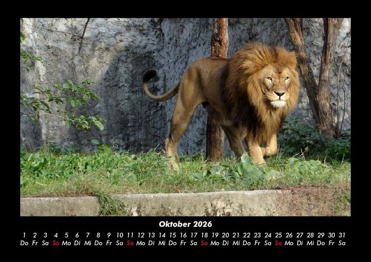 Produktbild: L&ouml;wen in der Wildnis 2026 Fotokalender DIN A3
