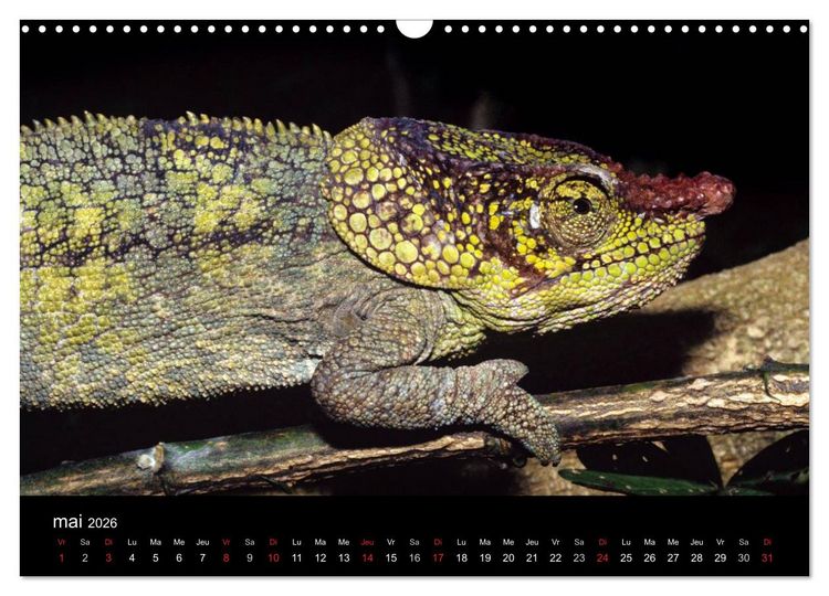 Produktbild: Cam&eacute;l&eacute;ons - Petits dragons d'Afrique. (Calendrier mural 2026 DIN A3 vertical), CALVENDO calendrier mensuel