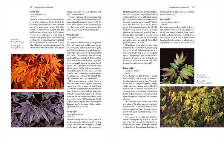 Produktbild: Japanese Maples