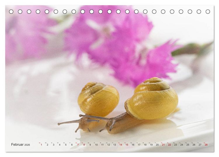 Produktbild: Schnecken im Studio 2026