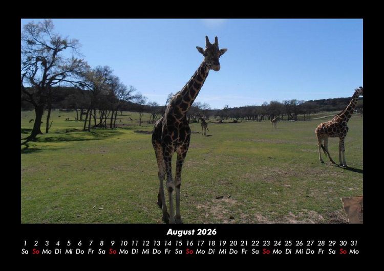 Produktbild: Giraffen 2026 Fotokalender DIN A3