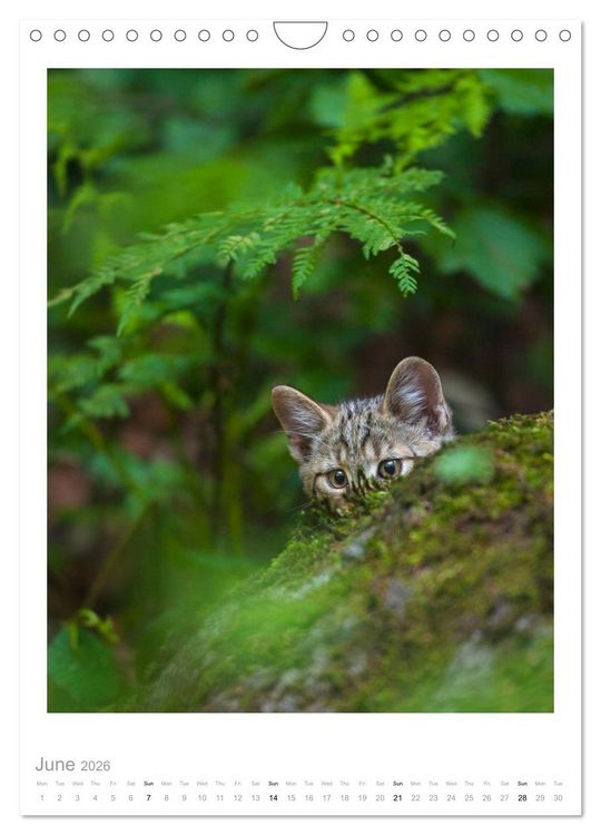 Produktbild: European Wildcats (Wall Calendar 2026 DIN A4 portrait), CALVENDO 12 Month Wall Calendar