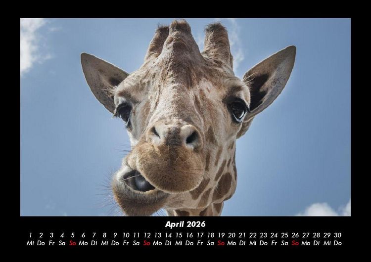 Produktbild: Giraffen 2026 Fotokalender DIN A3