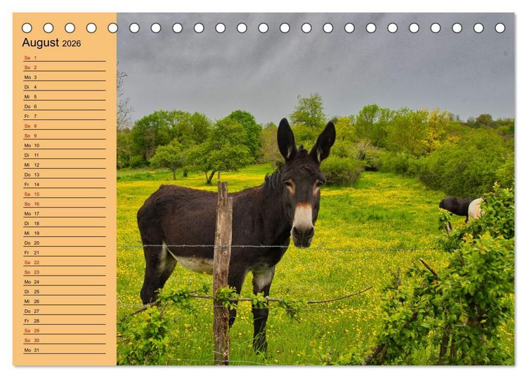 Produktbild: Liebenswerte Esel (Tischkalender 2026 DIN A5 quer), CALVENDO Monatskalender