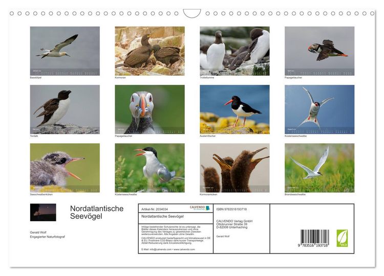 Produktbild: Nordatlantische Seev&ouml;gel (Wandkalender 2026 DIN A3 quer), CALVENDO Monatskalender