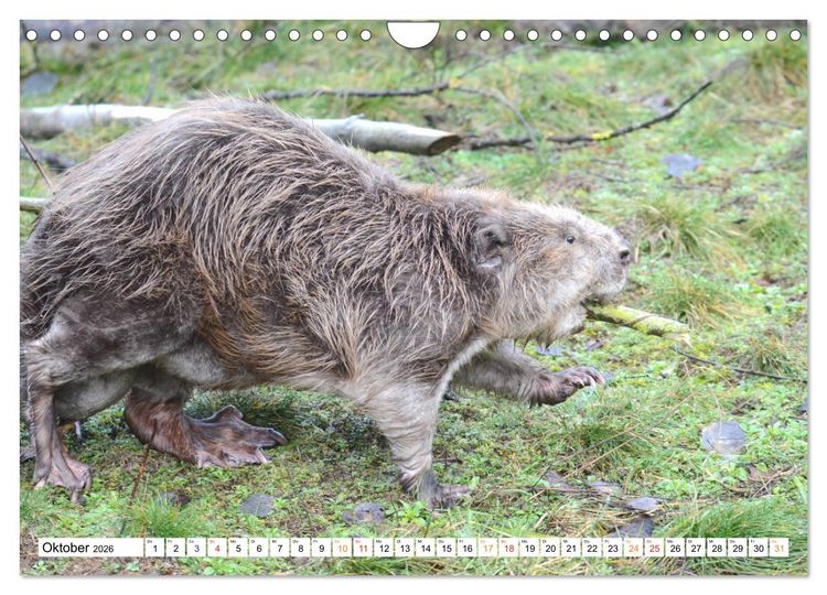Produktbild: Der Biber, ein guter Bauhandwerker (Wandkalender 2026 DIN A4 quer), CALVENDO Monatskalender