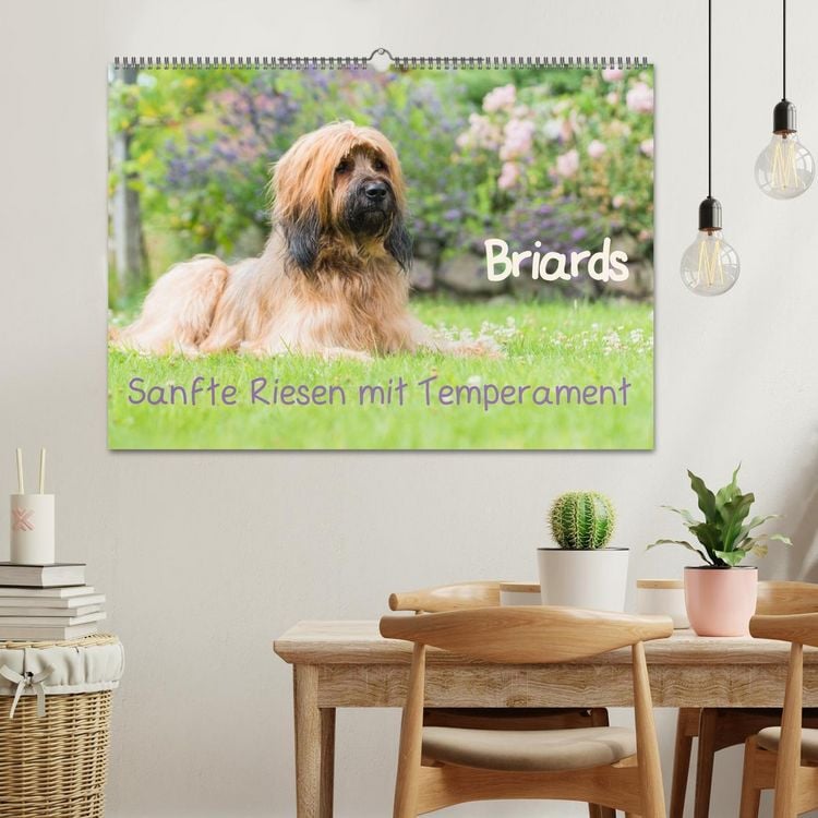 Produktbild: Briards - sanfte Riesen mit Temperament (Wandkalender 2026 DIN A2 quer), CALVENDO Monatskalender