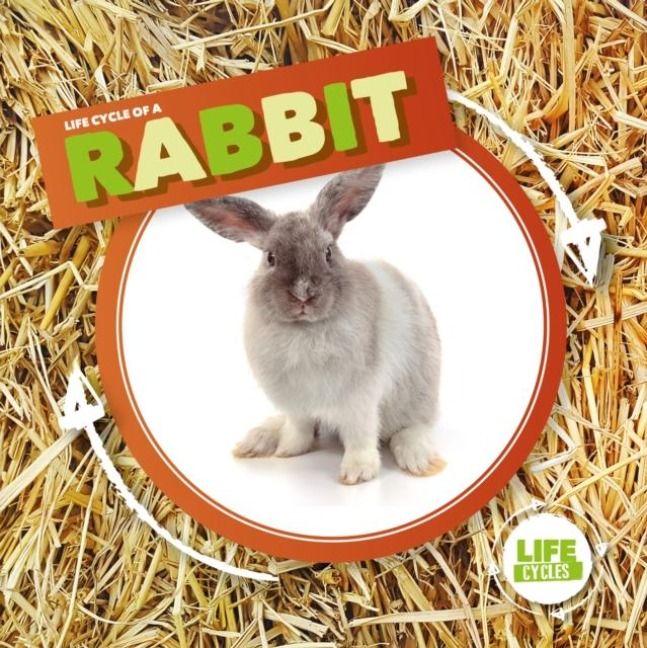 Produktbild: Rabbit