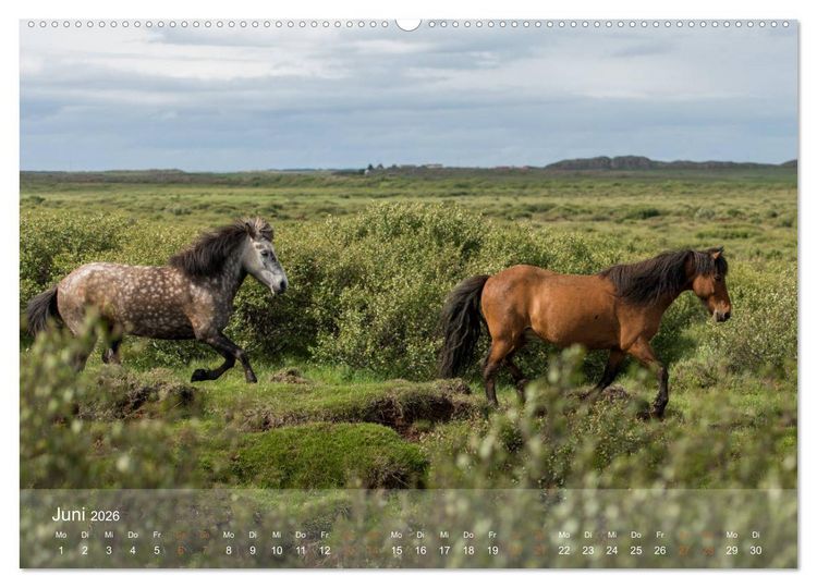 Produktbild: Islandpferde - Der T&ouml;lt Kalender (Wandkalender 2026 DIN A2 quer), CALVENDO Monatskalender