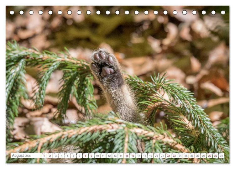 Produktbild: Wildkatzen - die anmutigsten Raubiere in Europa. (Tischkalender 2026 DIN A5 quer), CALVENDO Monatskalender