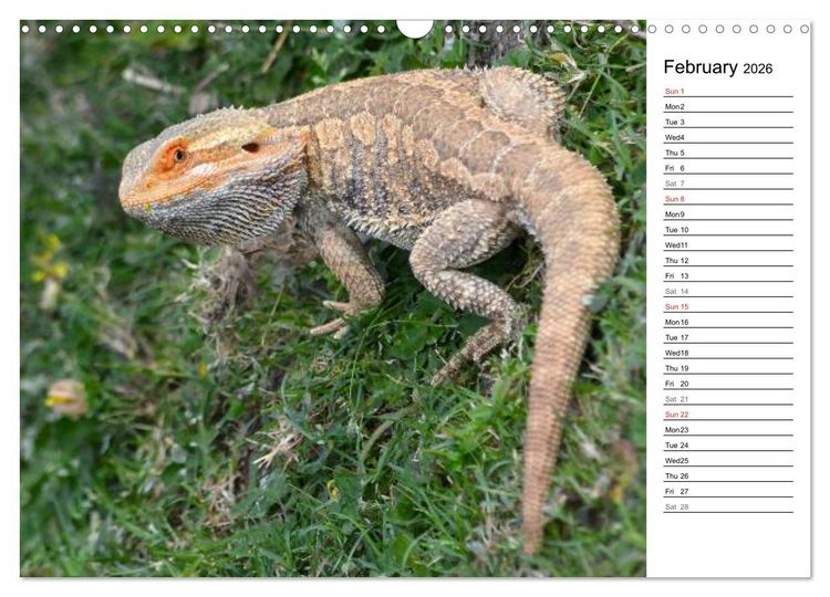 Produktbild: Close to Australian Bearded Dragons (Wall Calendar 2026 DIN A3 landscape), CALVENDO 12 Month Wall Calendar