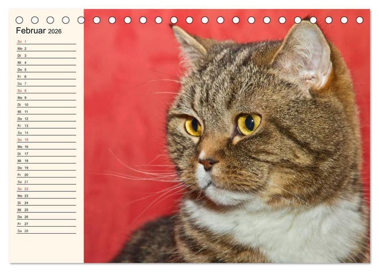 Produktbild: Bezaubernde Rassekatzen (Tischkalender 2026 DIN A5 quer), CALVENDO Monatskalender