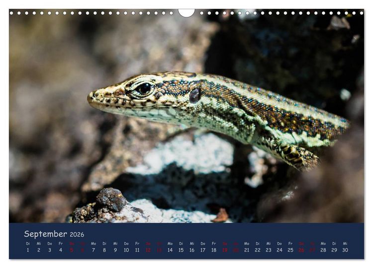 Produktbild: Naturwunder Madeira (Wandkalender 2026 DIN A3 quer), CALVENDO Monatskalender