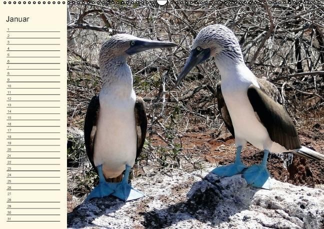 Produktbild: Gal&aacute;pagos Geburtstagskalender (Wandkalender immerw&auml;hrend DIN A2 quer)