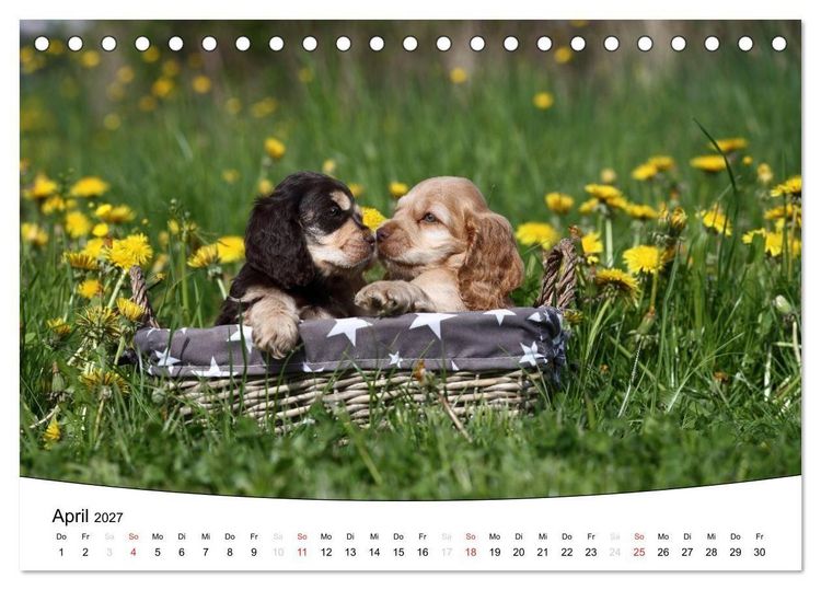 Produktbild: Welpen - Puppies (Tischkalender 2027 DIN A5 quer), CALVENDO Monatskalender