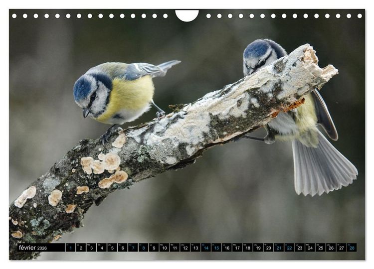 Produktbild: Mes anges bleus en &Icirc;le-de-France (Calendrier mural 2026 DIN A4 vertical), CALVENDO calendrier mensuel