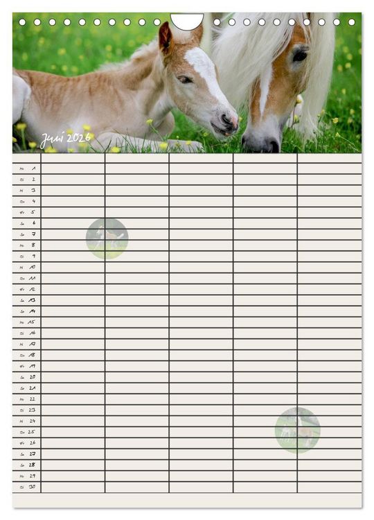 Produktbild: Haflinger Pferde - Stall- und Familienplaner 2026 (Wandkalender 2026 DIN A4 hoch), CALVENDO Monatskalender