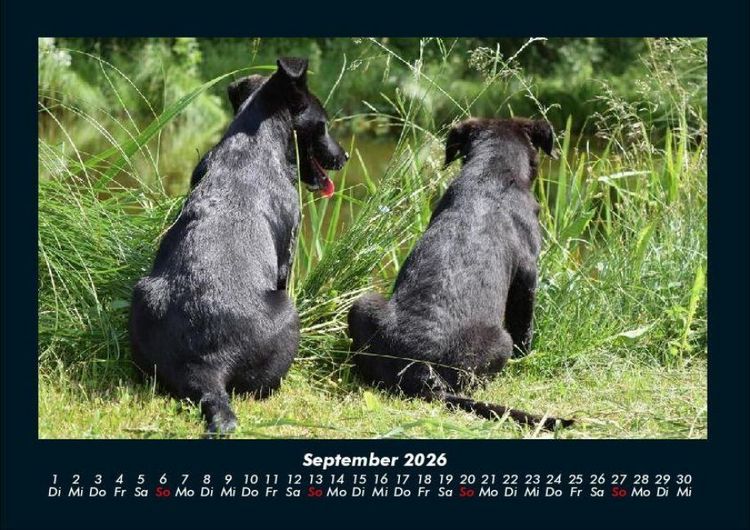 Produktbild: Tierkalender 2026 Fotokalender DIN A4