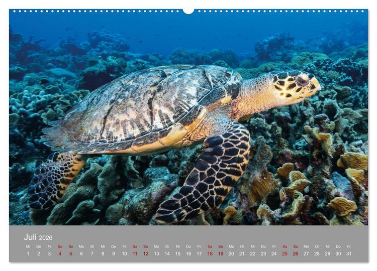 Produktbild: Karibische Meeresschildkr&ouml;ten (hochwertiger Premium Wandkalender 2026 DIN A2 quer), Kunstdruck in Hochglanz