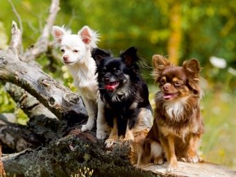 Produktbild: CALVENDO Puzzle Ein Motiv aus dem Kalender Chihuahuas - kleine Herzensbrecher | 1000 Teile Lege-Gr&ouml;&szlig;e 64x48cm Foto-Puzzle f&uuml;r gl&uuml;ckliche Stunden