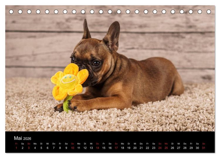 Produktbild: French Bulldog aktiv, verspielt, sportlich (Tischkalender 2026 DIN A5 quer), CALVENDO Monatskalender