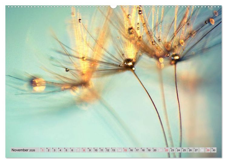 Produktbild: PusteblumenZauber (hochwertiger Premium Wandkalender 2026 DIN A2 quer), Kunstdruck in Hochglanz