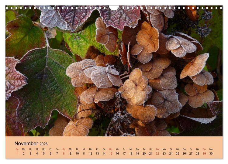 Produktbild: Hortensien Bl&uuml;hen und Vergehen (Wandkalender 2026 DIN A3 quer), CALVENDO Monatskalender