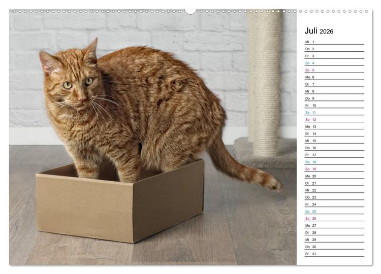 Produktbild: Karton Katzen (Wandkalender 2026 DIN A2 quer), CALVENDO Monatskalender