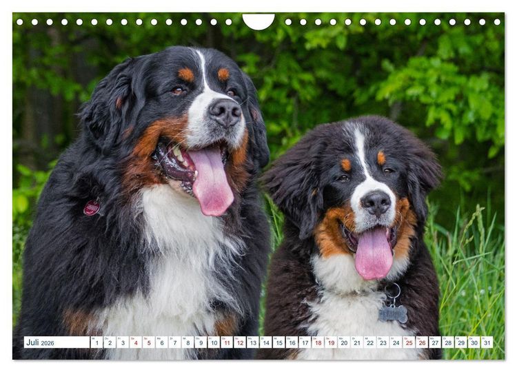 Produktbild: Berner Sennenhund - Ein Traum auf vier Pfoten (Wandkalender 2026 DIN A4 quer), CALVENDO Monatskalender