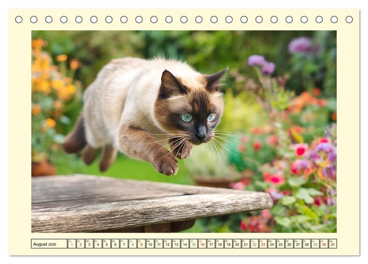 Produktbild: Edle Siamkatzen. Anmut und Charakter im Spiel mit der Natur (Tischkalender 2026 DIN A5 quer), CALVENDO Monatskalender