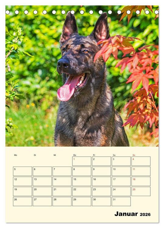 Produktbild: Familienplaner Tausendsassa Malinois (Tischkalender 2026 DIN A5 hoch), CALVENDO Monatskalender