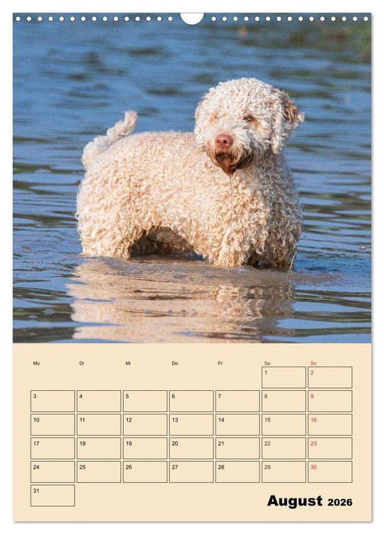 Produktbild: Jahresplaner Lagotto Romagnolo (Wandkalender 2026 DIN A3 hoch), CALVENDO Monatskalender