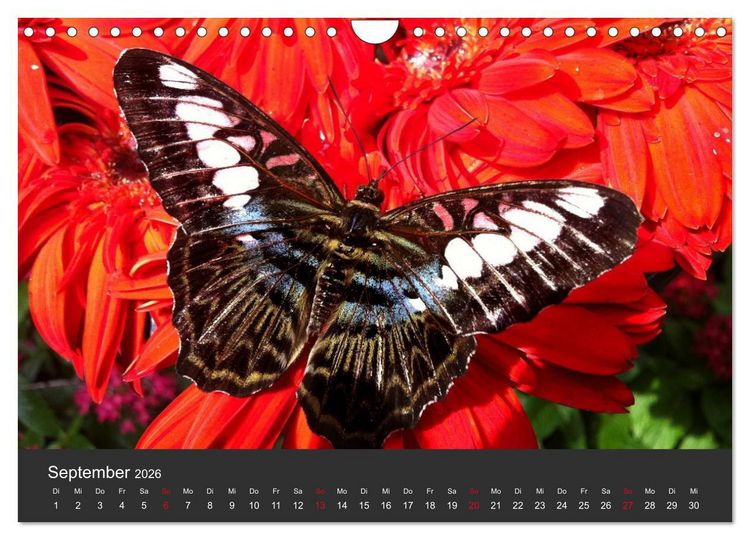 Produktbild: Schmetterlinge (Wandkalender 2026 DIN A4 quer), CALVENDO Monatskalender