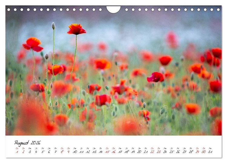 Produktbild: Mohnwiesen (Wandkalender 2026 DIN A4 quer), CALVENDO Monatskalender