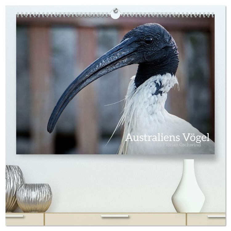 Produktbild: Australiens V&ouml;gel (hochwertiger Premium Wandkalender 2026 DIN A2 quer), Kunstdruck in Hochglanz
