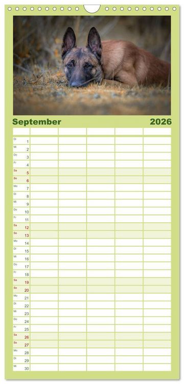 Produktbild: Familienplaner 2026 - Belgischer Sch&auml;ferhund - Der Malinois mit 5 Spalten (Wandkalender, 21 x 45 cm) CALVENDO