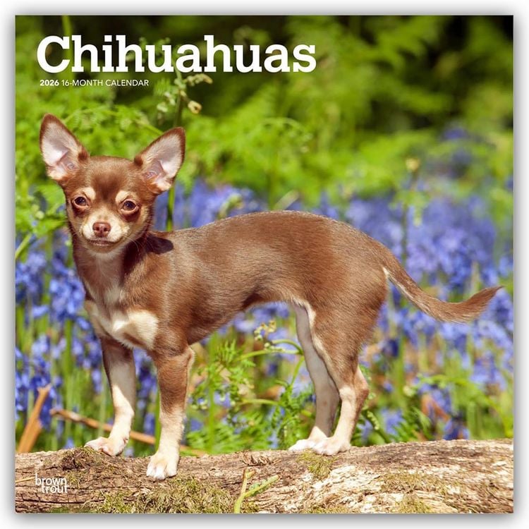 Produktbild: Chihuahuas 2026 – 16-Monatskalender