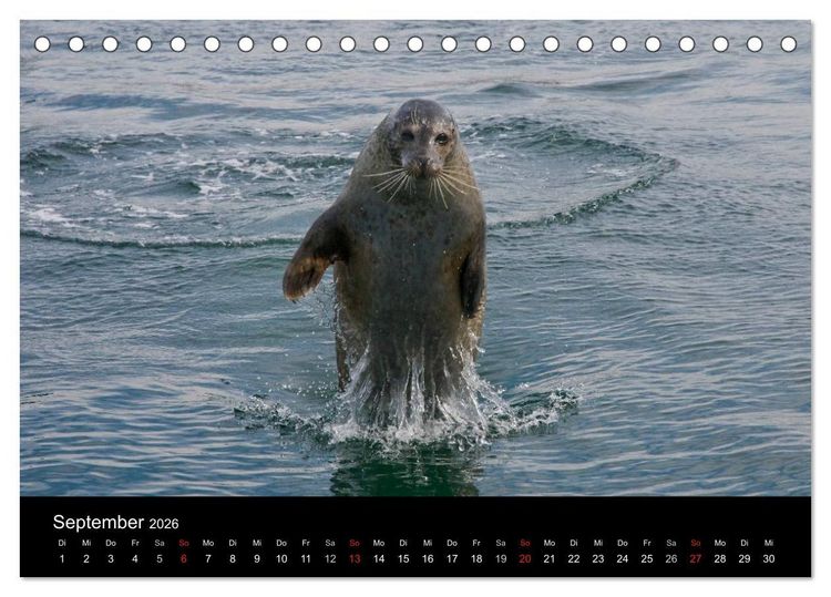 Produktbild: Faszination Kegelrobben und Seehunde 2026 (Tischkalender 2026 DIN A5 quer), CALVENDO Monatskalender