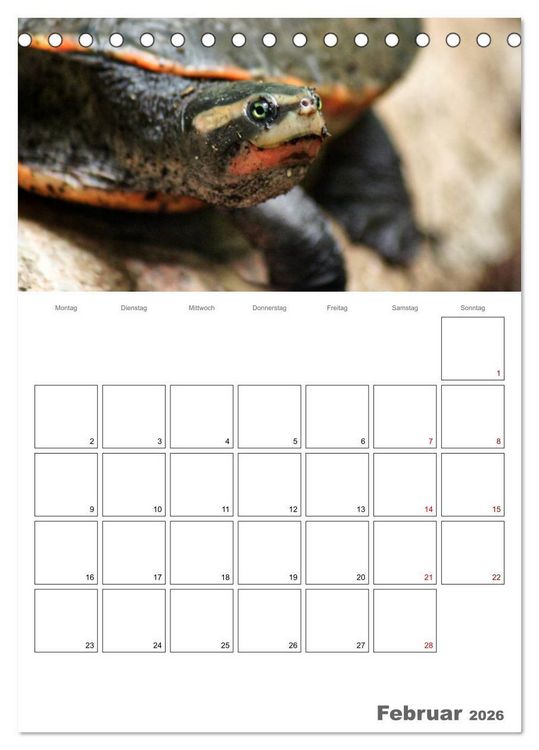 Produktbild: Langsame Schildkr&ouml;ten (Tischkalender 2026 DIN A5 hoch), CALVENDO Monatskalender