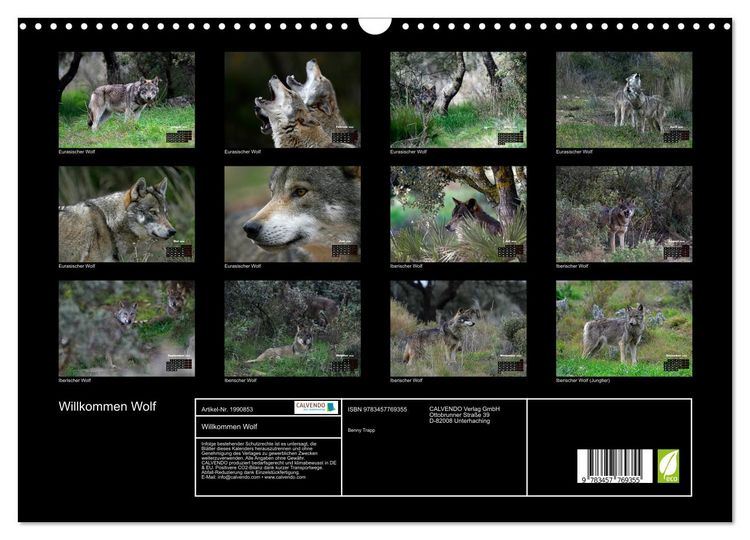 Produktbild: Willkommen Wolf (Wandkalender 2026 DIN A3 quer), CALVENDO Monatskalender